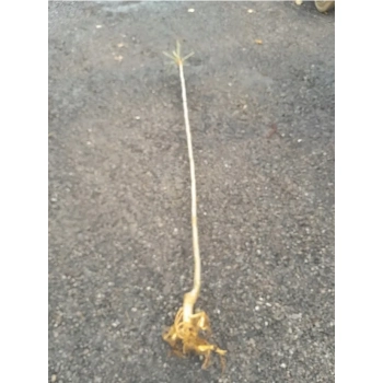 MORWA czarna NA PNIU kulista - sadzonki 180 / 200 cm